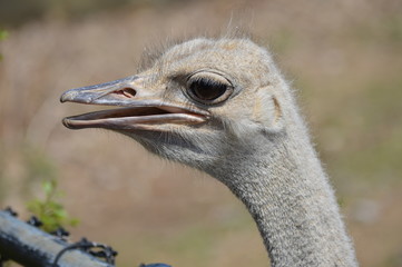 Poster - Close up of an ostrich