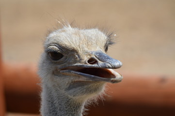 Poster - Close up of an ostrich