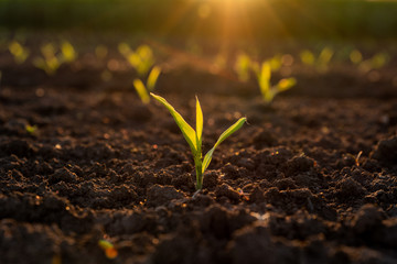 Green corn maize plants on a field. Agricultural landscape