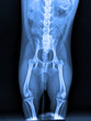 X-ray picture of a dog. The hip of a dog. Taz, joints, bones, tail, muscles. A real x-ray. Veterinary Medicine.