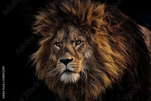 Lion Canvas Print