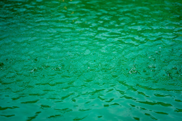 Canvas Print - rain drops on  the water surface in a pool with black shadows. Graduates and reflections of green water.soft focus.