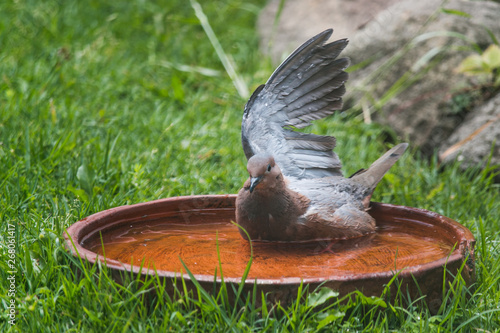 Pidgeon Bathing In A Clay Pot In The Grass Drying And Showing Off