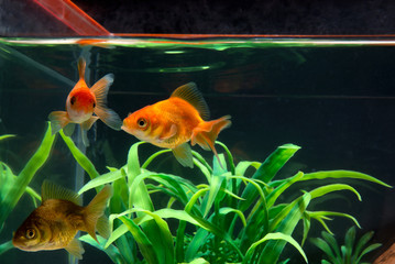 Gold fish or goldfish floating swimming underwater in fresh aquarium tank with green plant.