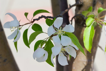 Wall Mural - close up view of beautiful white crab apple blossoms in full bloom