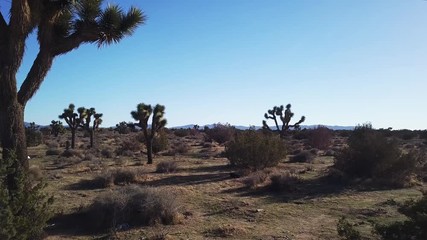 Wall Mural - Joshua Trees