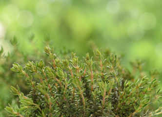 Thyme green plant in garden