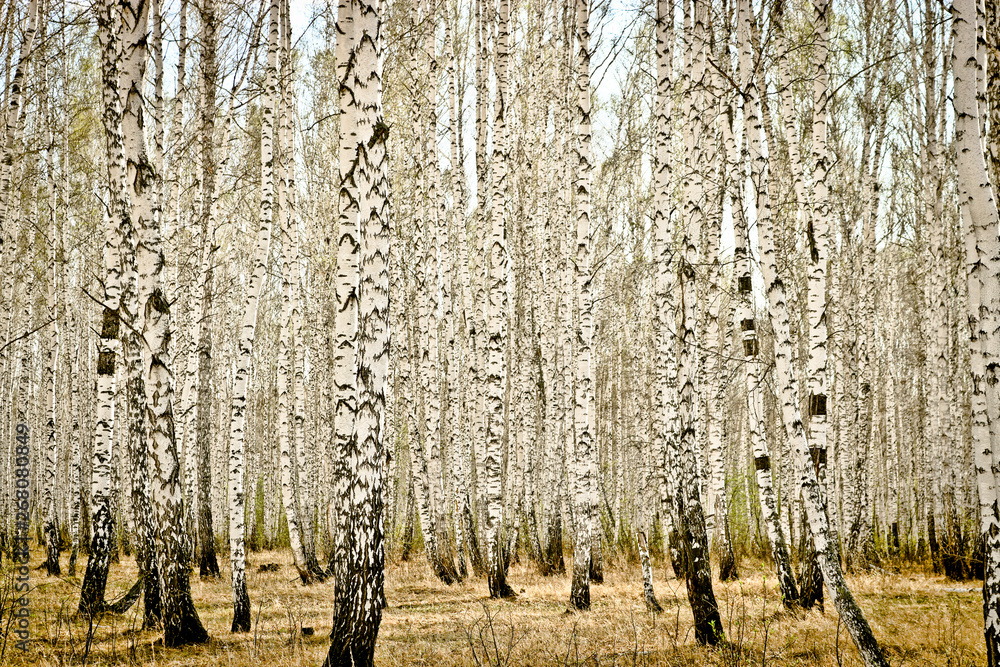 Fototapeten Spring Birch Wood Tinted Sepia Fotos4art De