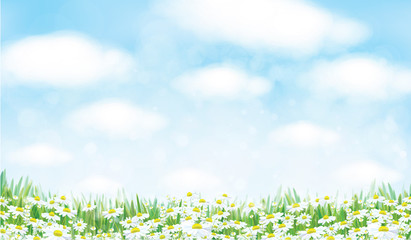 Vector  nature background, blue sky, green grass and chamomiles field.