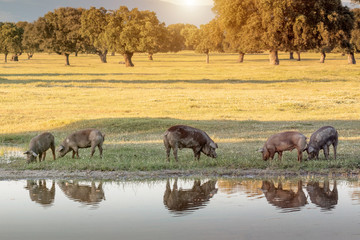 Wall Mural - Iberian pigs grazing in the countryside