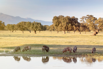 Wall Mural - Iberian pigs grazing in the countryside