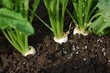 Kitchen garden / Turnip havesting