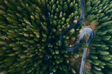 Wall Mural - Drone view of winding forest road