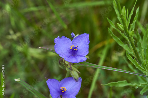 Two purple wild tradescantia spiderwort flowers. Springtime in Texas