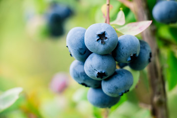 Wall Mural - ripe blueberry cluster on a bush