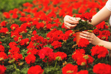 Women's Hands Hold Beautiful Red Geranium Flowers In The Garden