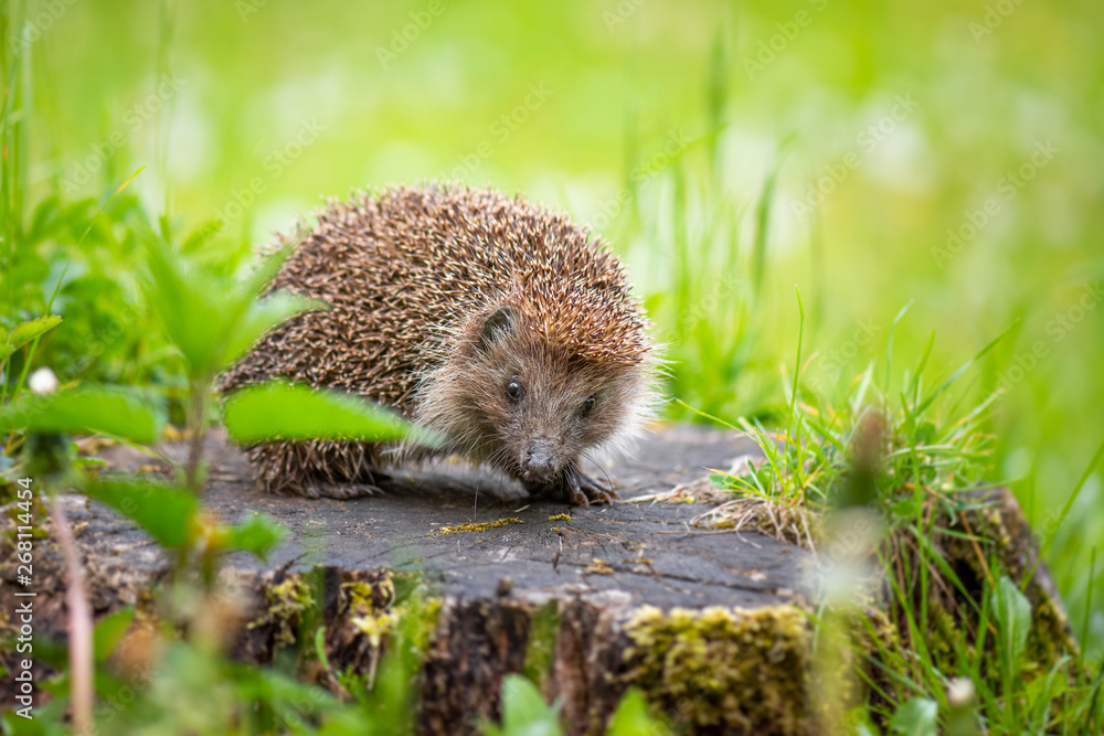 Cute common hedgehog on a stump in spring or summer forest during dawn. Young beautiful hedgehog in natural habitat outdoors in the nature. - obrazy, fototapety, plakaty 