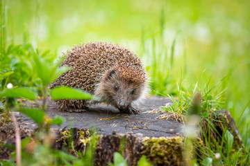 cute common hedgehog on a stump in spring or summer forest during dawn. young beautiful hedgehog in 