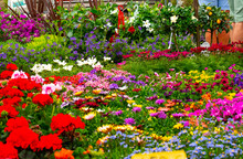 Garden With Flowers Of Different Colors