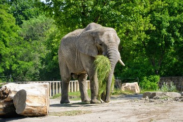 African elephant (Loxodonta africana) carrying grass in his mouth