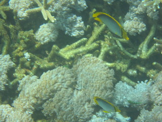  Arrecife de coral 