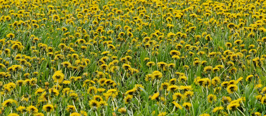 Wall Mural - Dandelion field - panorama - banner