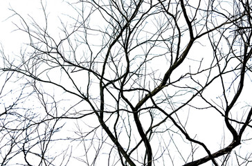 Wall Mural - Silhouette dead tree and branch isolated on white background. Black branches of tree backdrop. Nature texture background. Tree branch for graphic design and decoration. Art on black and white scene.