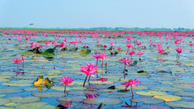 Pink Lotus Flower In Pond