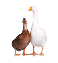 White Domestic Goose And Duck Isolated On White Background