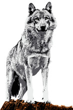 Male European Wolf