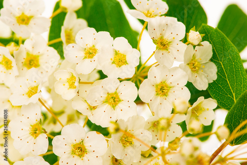 spiraea bush with white flowers isolated on a white background