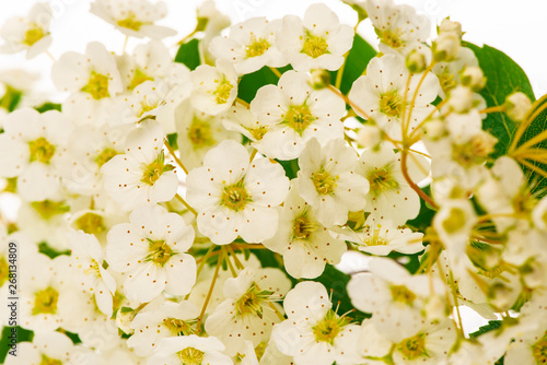spiraea bush with white flowers isolated on a white background