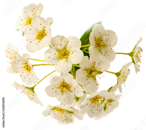 spiraea bush with white flowers isolated on a white background