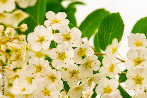 spiraea bush with white flowers isolated on a white background