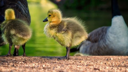 Canvas Print - Duckling