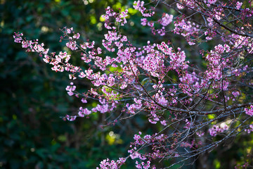 Wall Mural - Blooming sakura cherry flowers in the morning.