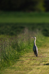 Wall Mural - Grey heron in sunlight in fresh mowed meadow.