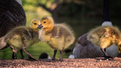 Wall Mural - Goslings 