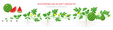 Watermelon Plant Growth Stages From Seed, Seedling, Sprout, Flowering, Fruit - Bearing, Mature Plant With Roots. Infographic Elements Isolated On White Background. Watermelon Cross Section Flat Design