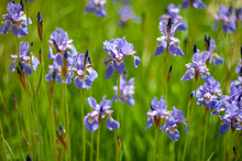 Iris Sibirica.plants From Botanical Garden For Catalog. Natural Lighting Effects. Shallow Depth Of Field. Selective Focus, Handmade Of Nature. Flower Landscape