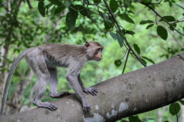 Wall Mural - The monkey stop on big branch tree in nature at thailand