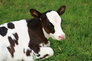 Wall Mural - Newborn Holstein calf laying in the grass looking alert and adorable