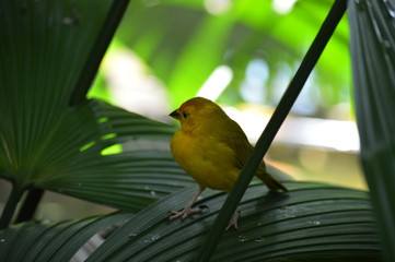 Wall Mural - Yellow finch on a leaf