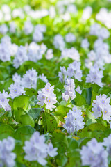 Wall Mural - Blooming Water Hyacinth flowers in a pond.
