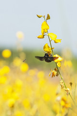 Wall Mural - Bumblebee and bee polinating on Sunn hemp flowers.