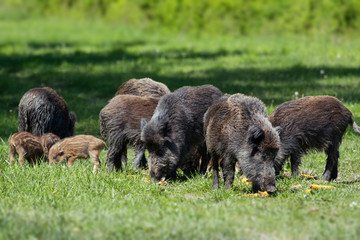 Wild boar family - sow and piglets rooting for food