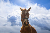 Fototapeta Konie - Muzzle of horse outdoors close up