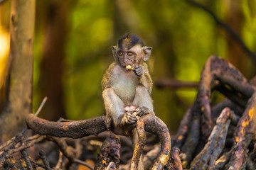 monkey forest child naughtily