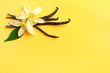 Flat lay composition with vanilla sticks and flowers on yellow background. Space for text