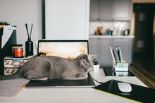 Beautiful Russian Blue Cat With Funny Emotional Muzzle Lying On Keayboard Of Notebook And Relaxing In Home Interior On Gray Background. Breeding Adorable Playful Pussycat   Resting On Laptop.